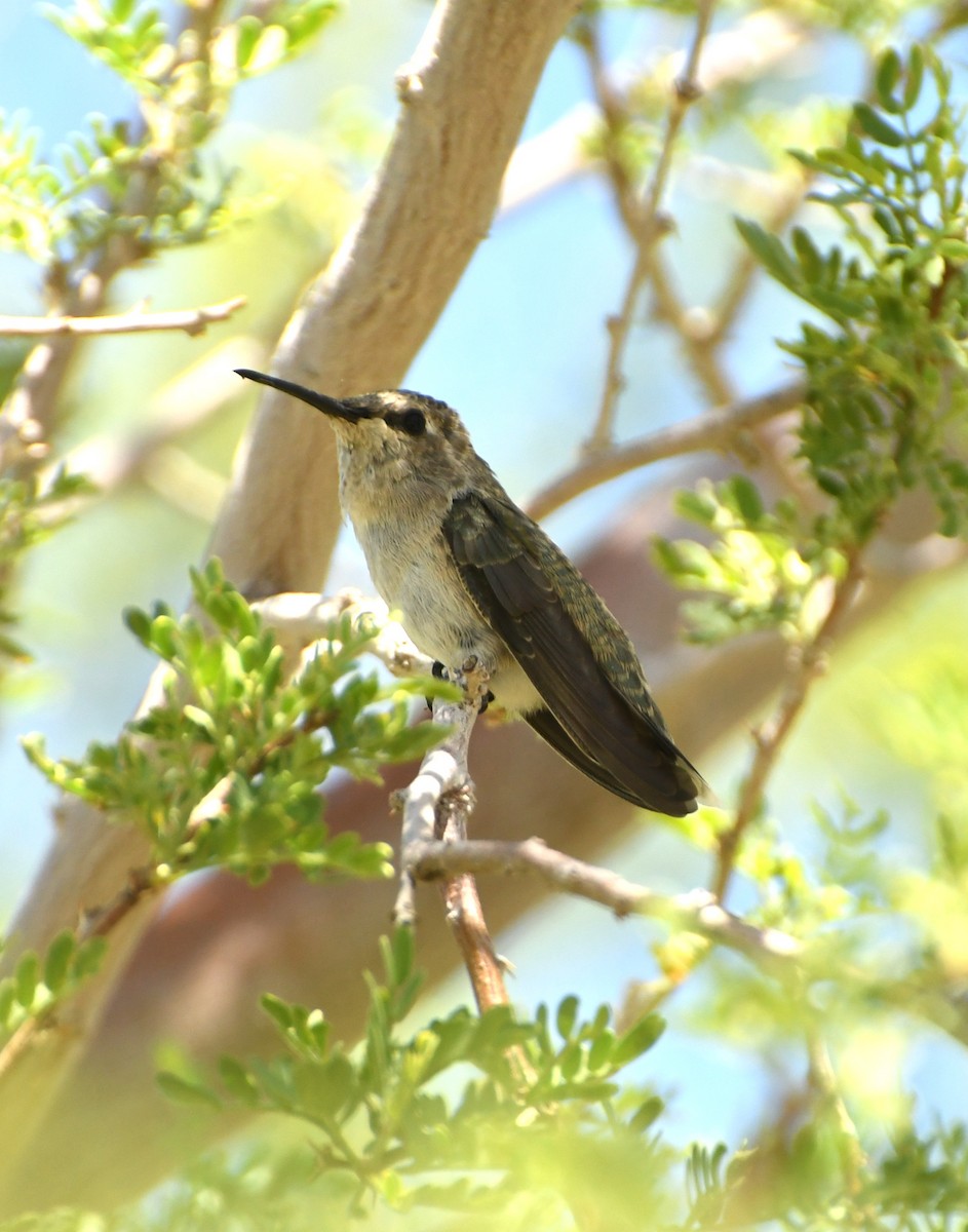 Costa's Hummingbird - ML641417391