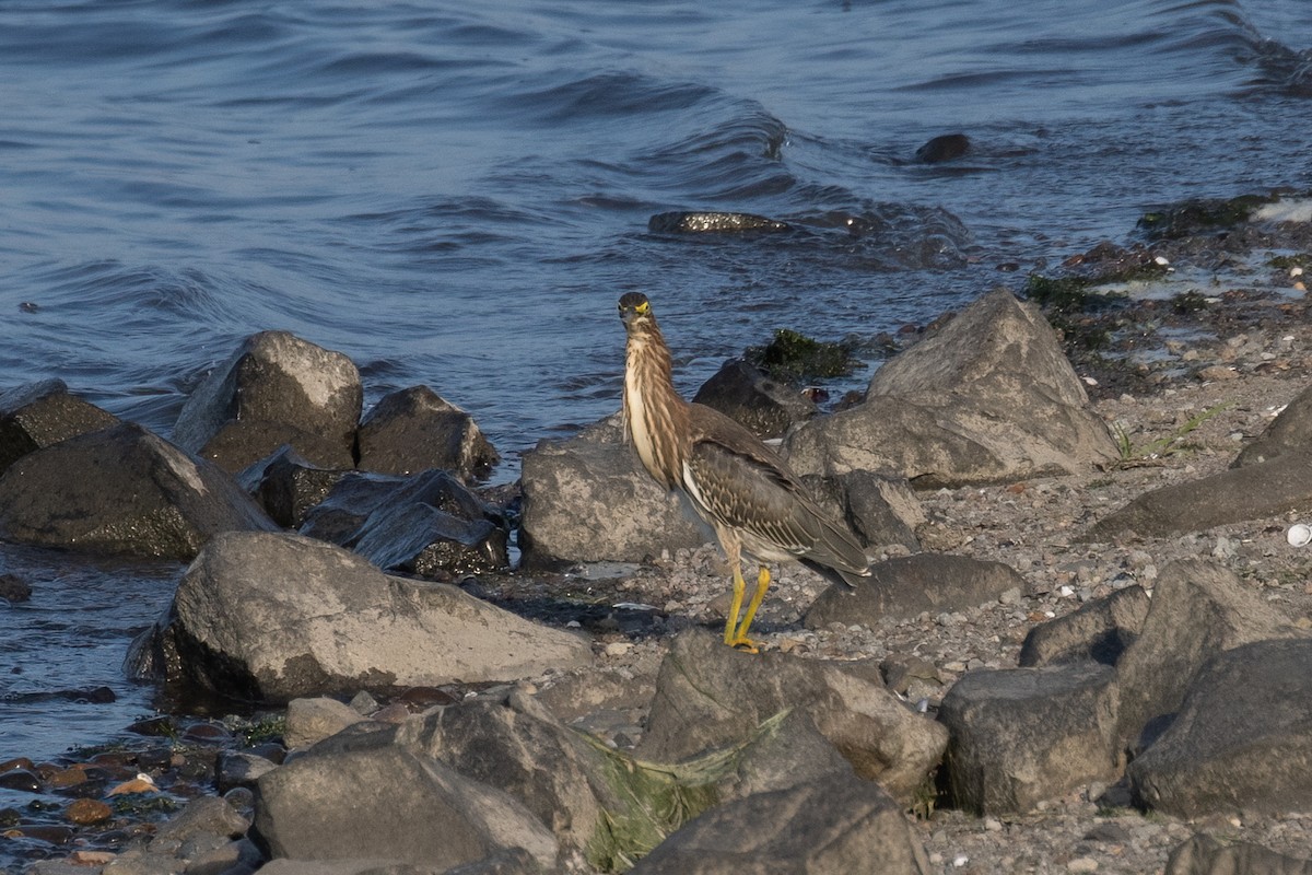 Green Heron - ML641417392