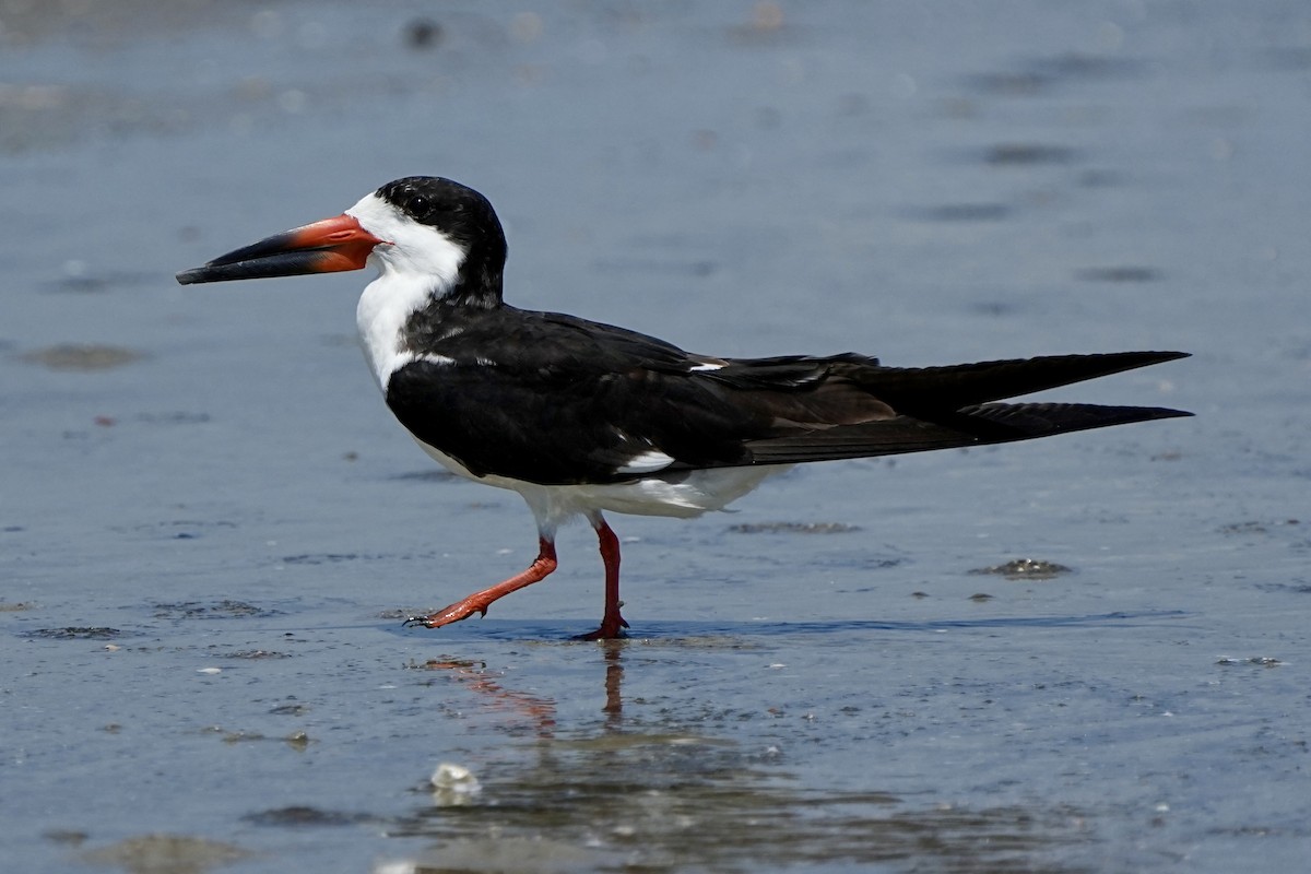 Black Skimmer - ML641417393
