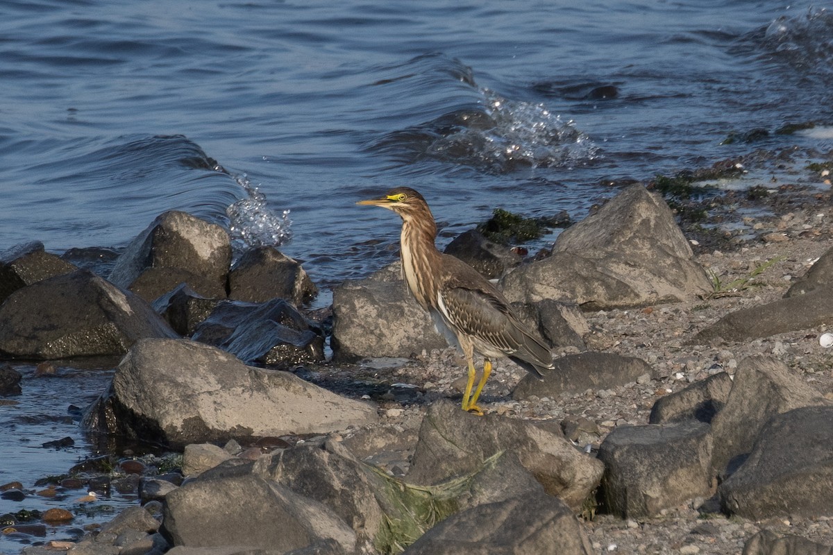 Green Heron - ML641417394