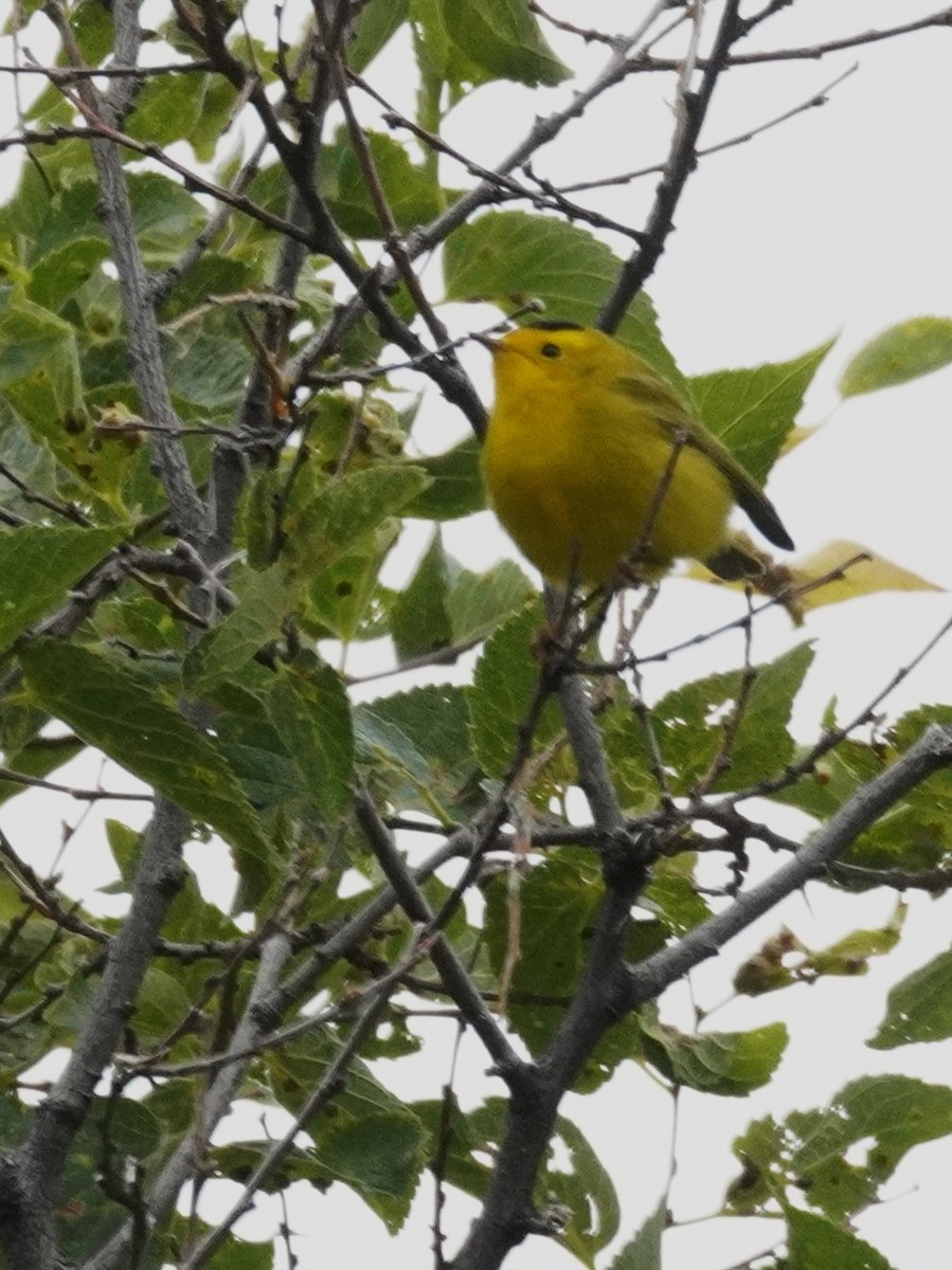 Wilson's Warbler - ML641417395