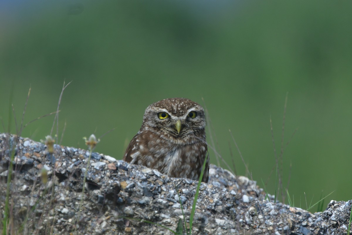 Little Owl - ML641417396