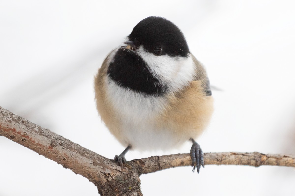 Black-capped Chickadee - ML641417397