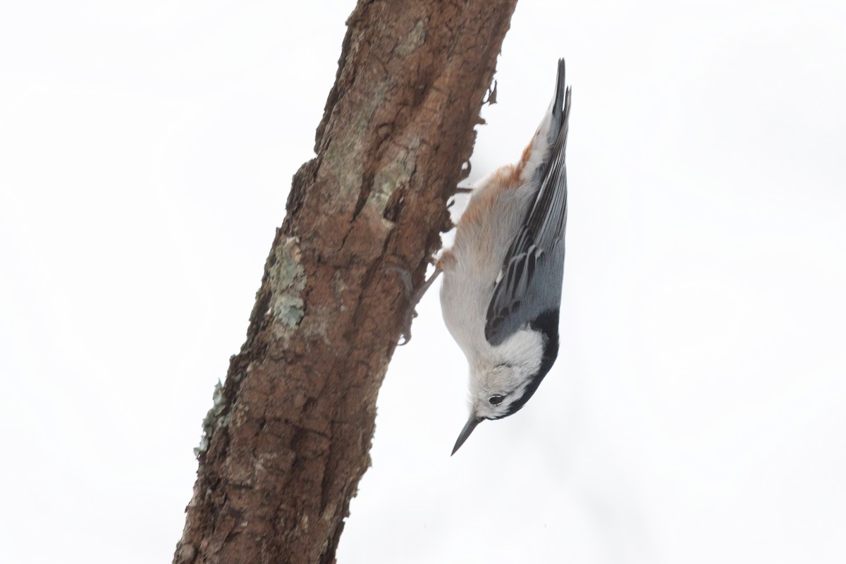 White-breasted Nuthatch - ML641417398