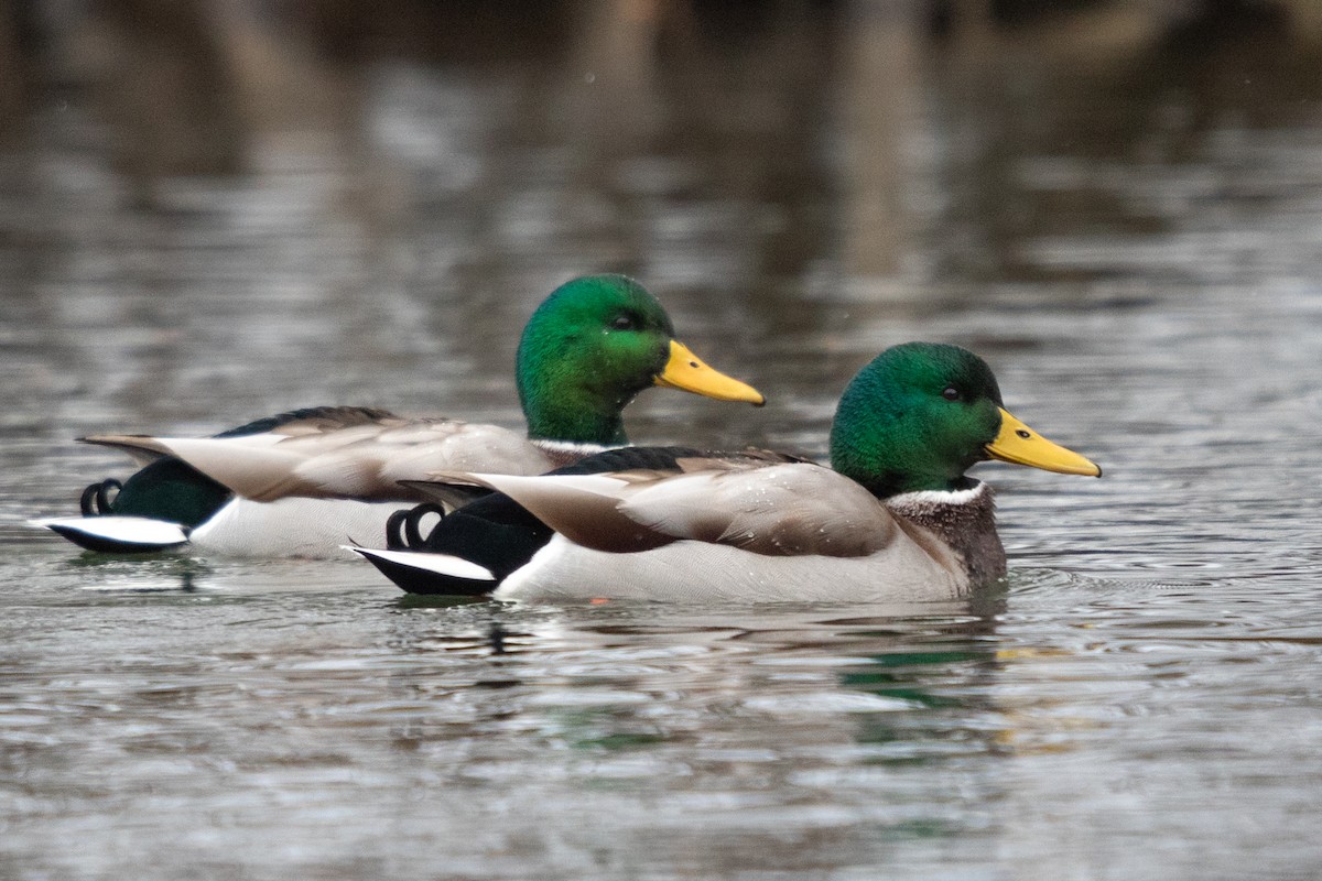 Mallard - ML641417399