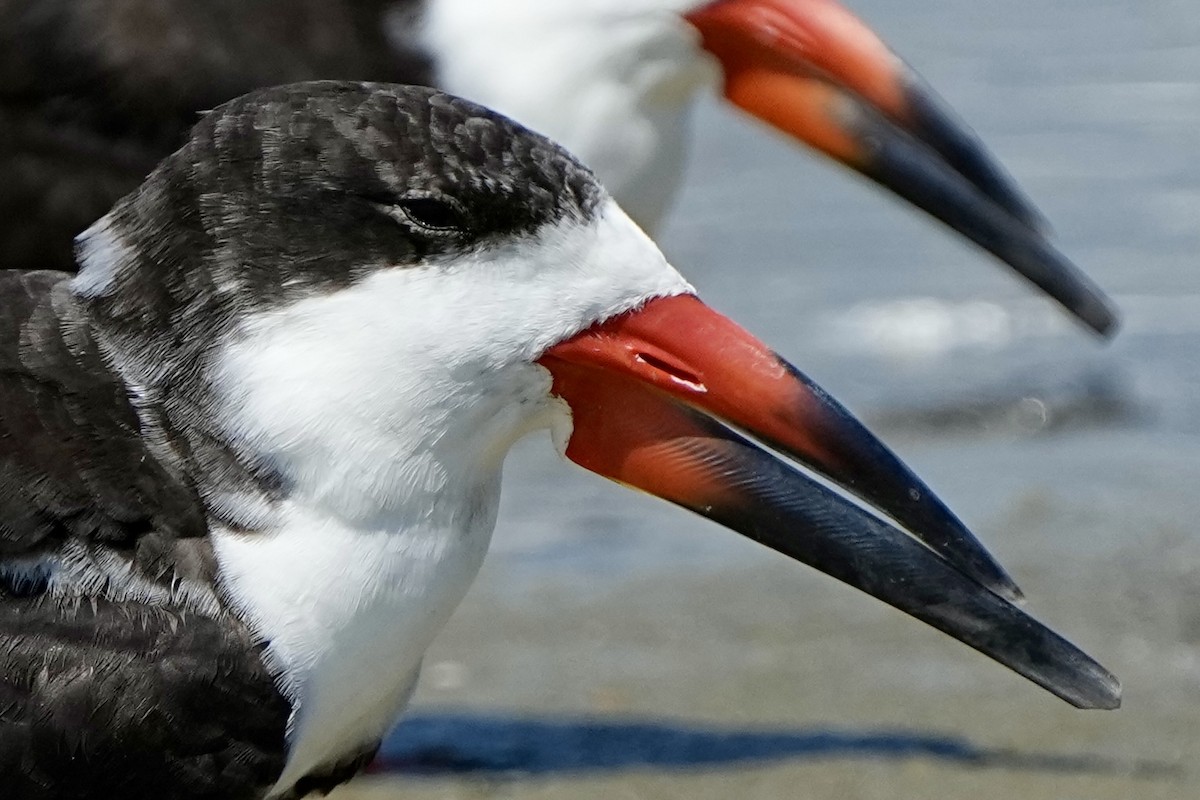 Black Skimmer - ML641417403