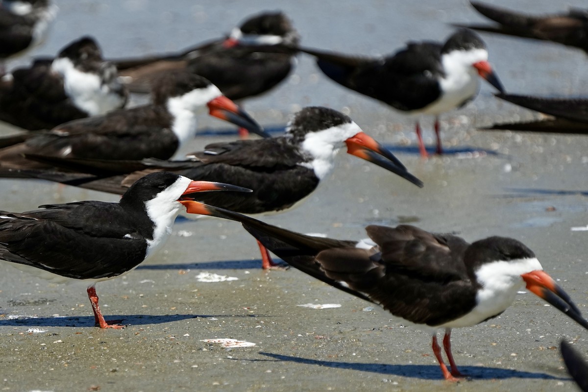 Black Skimmer - ML641417404