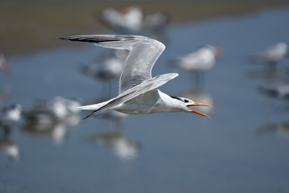 Royal Tern - ML641417462