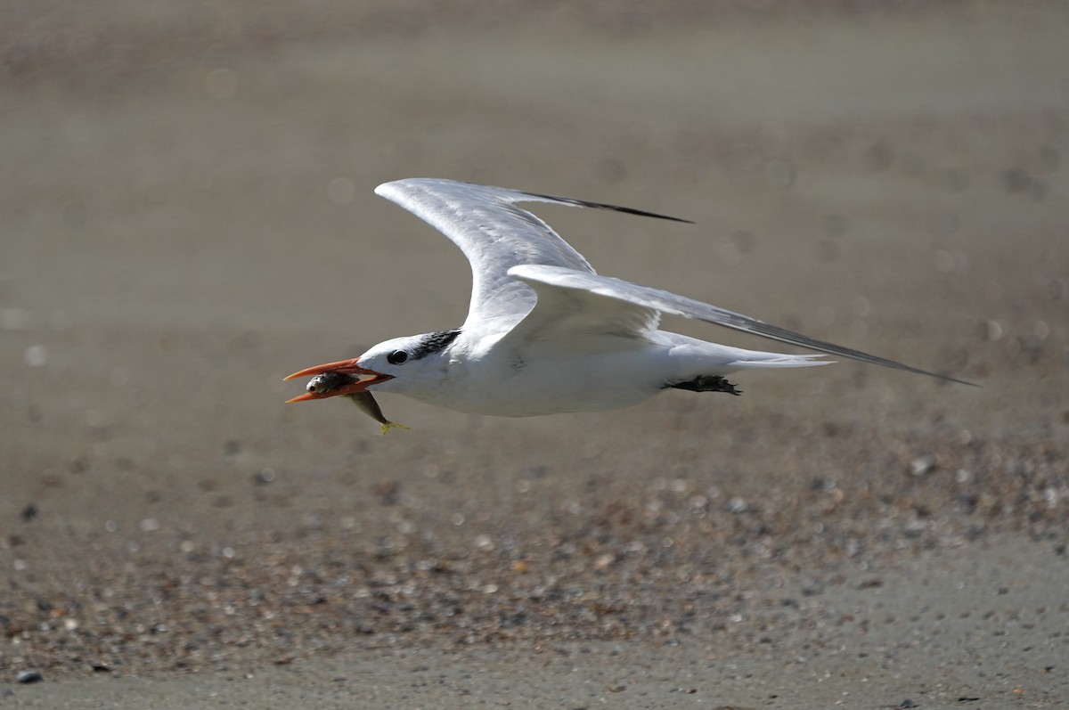 Royal Tern - ML641417467