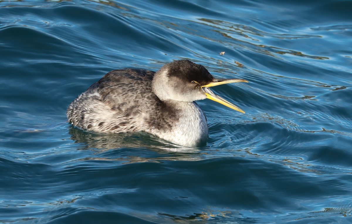 Red-necked Grebe - ML641417470