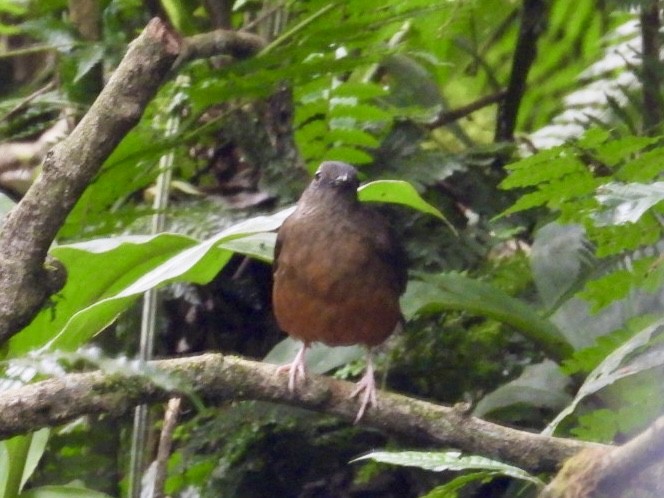 White-tailed Ant-Thrush - ML641417472