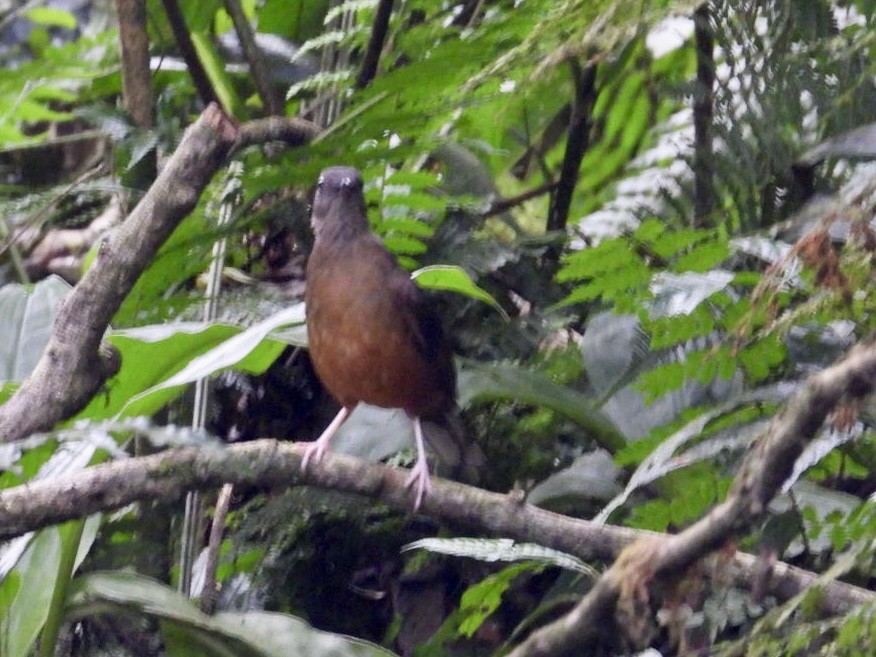 White-tailed Ant-Thrush - ML641417473