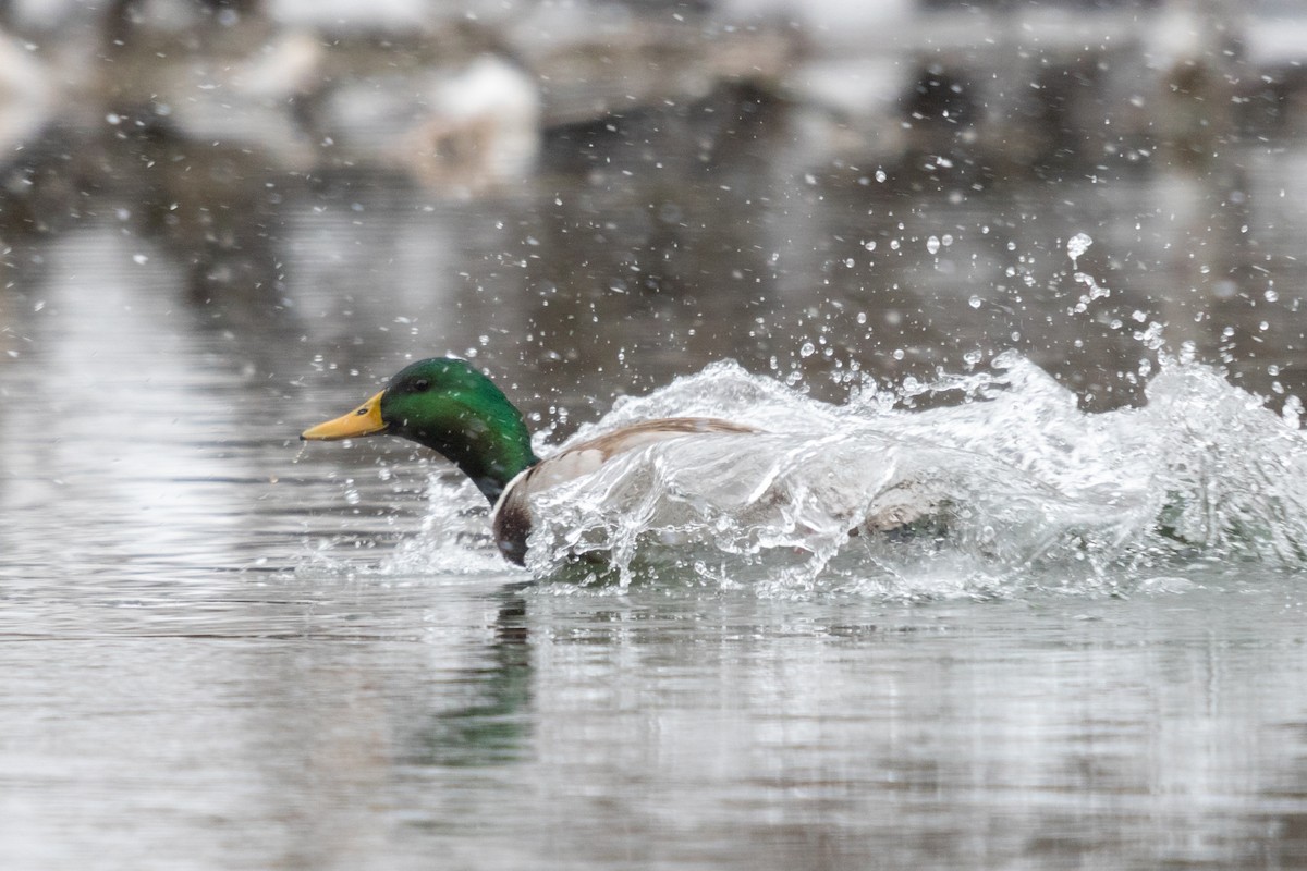 Mallard - ML641417475