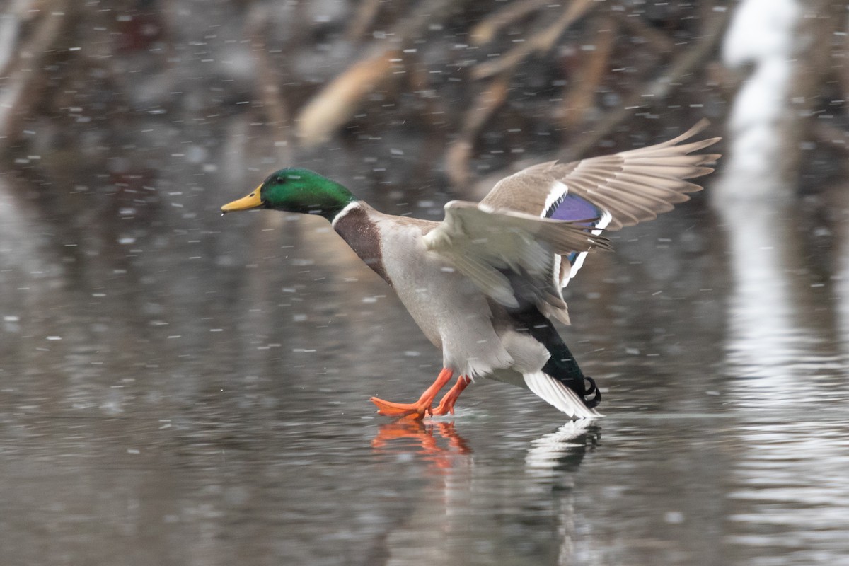 Mallard - ML641417476