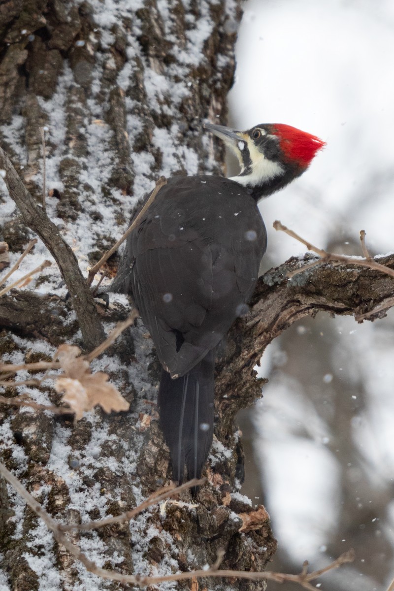 Pileated Woodpecker - ML641417477
