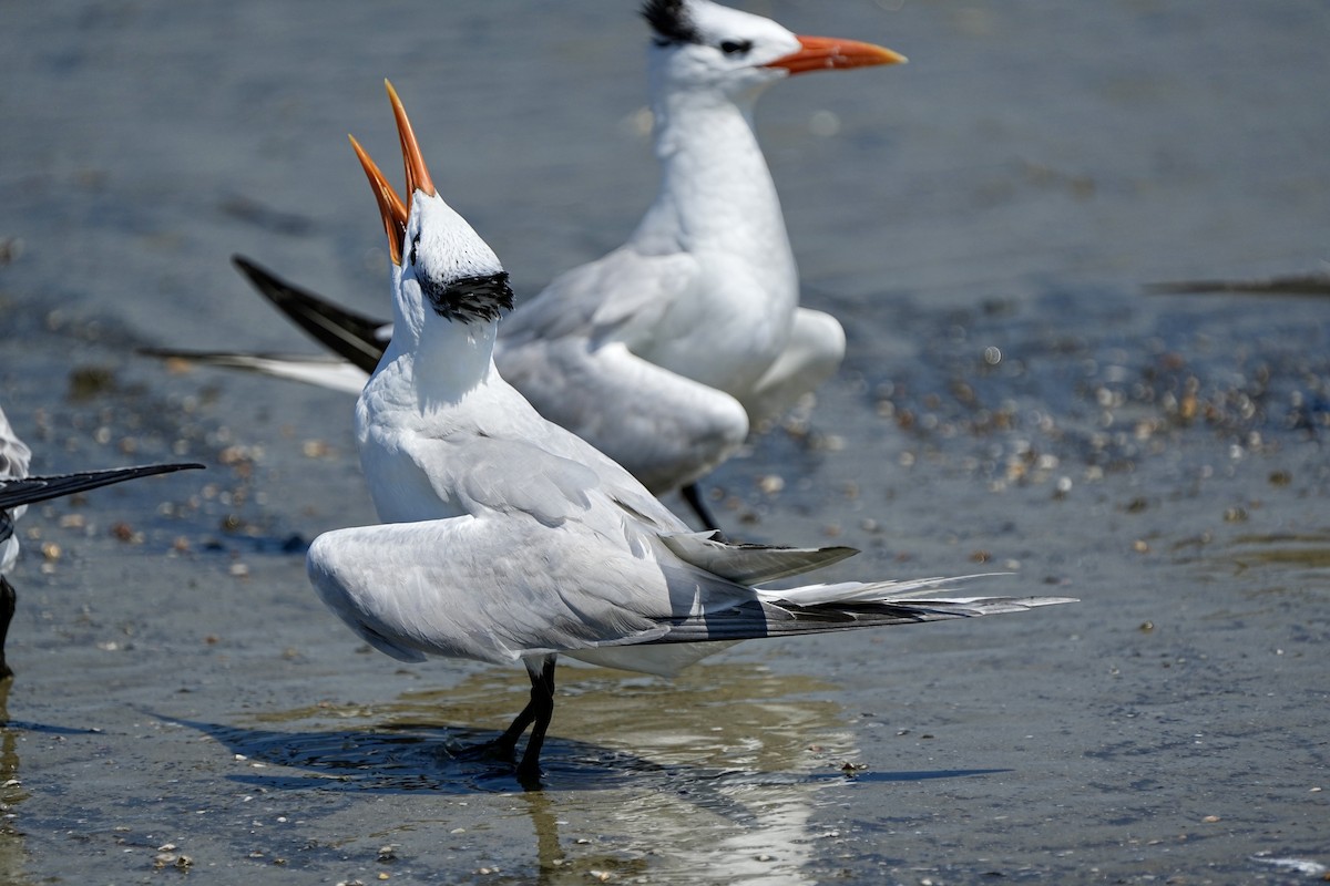 Royal Tern - ML641417478