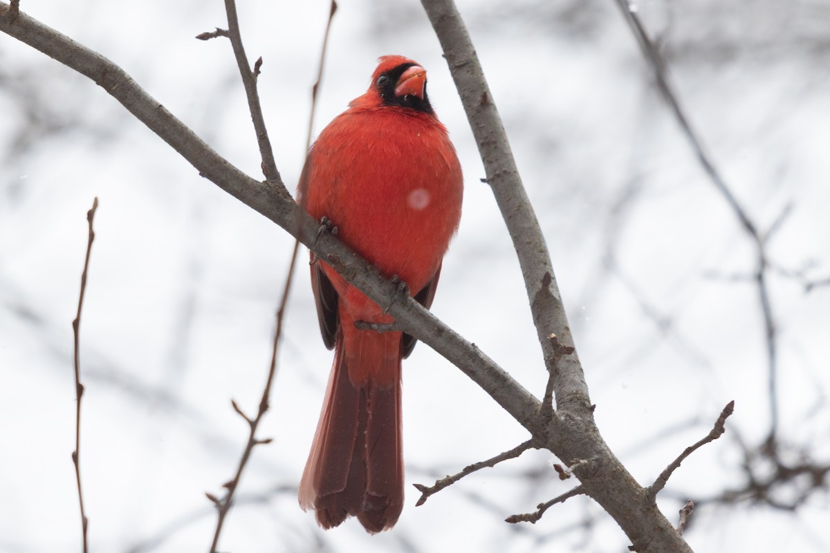 Northern Cardinal - ML641417479