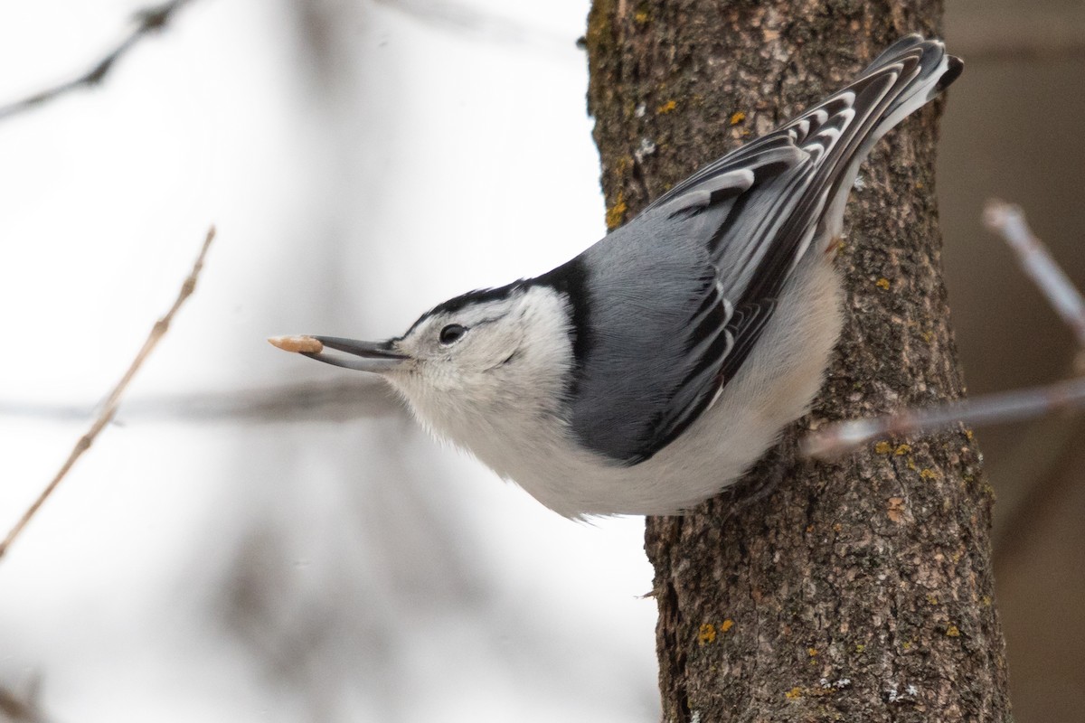 White-breasted Nuthatch - ML641417480