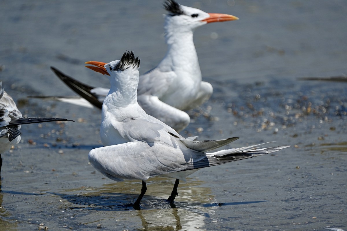 Royal Tern - ML641417494