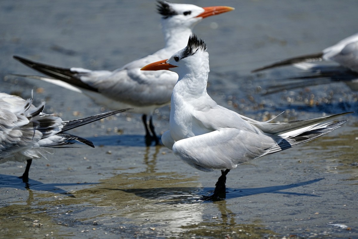 Royal Tern - ML641417495