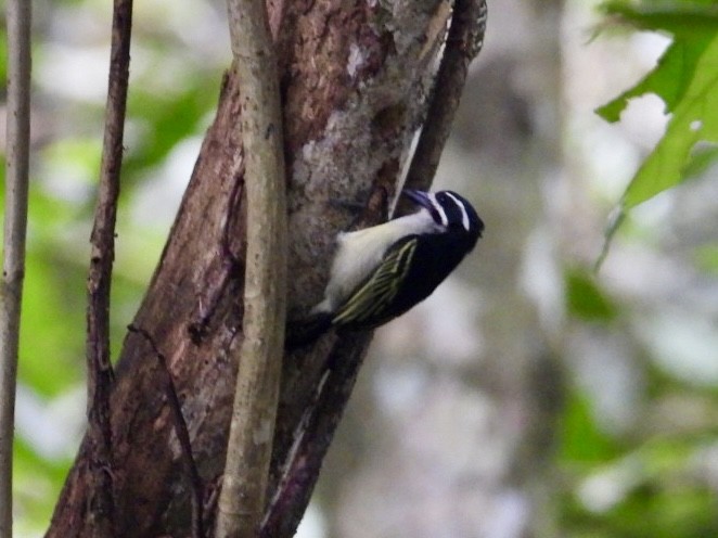 Yellow-rumped Tinkerbird - ML641417507