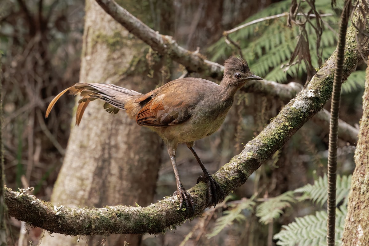 Superb Lyrebird - ML641417508