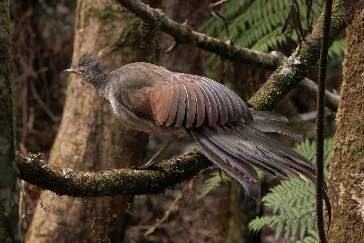 Superb Lyrebird - ML641417509