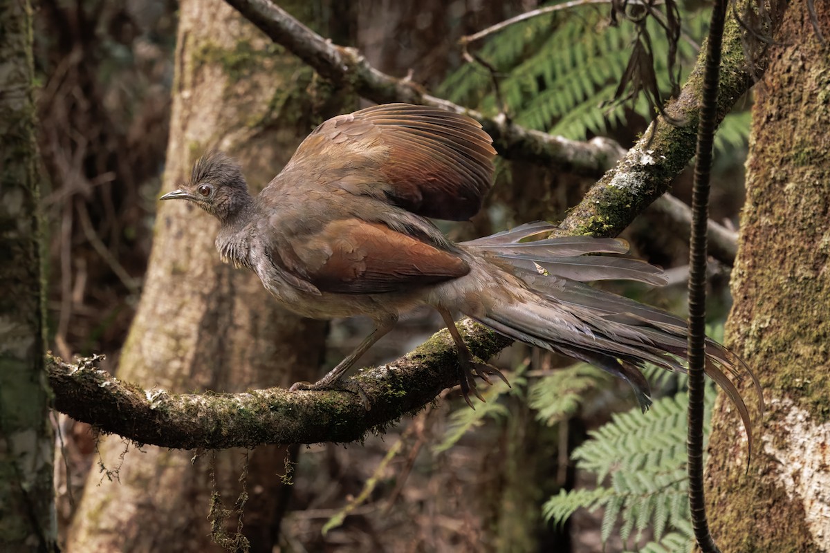 Superb Lyrebird - ML641417511
