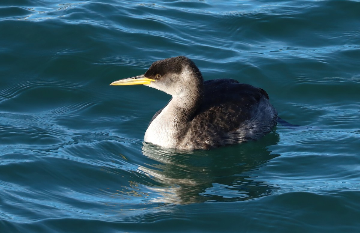 Red-necked Grebe - ML641417521