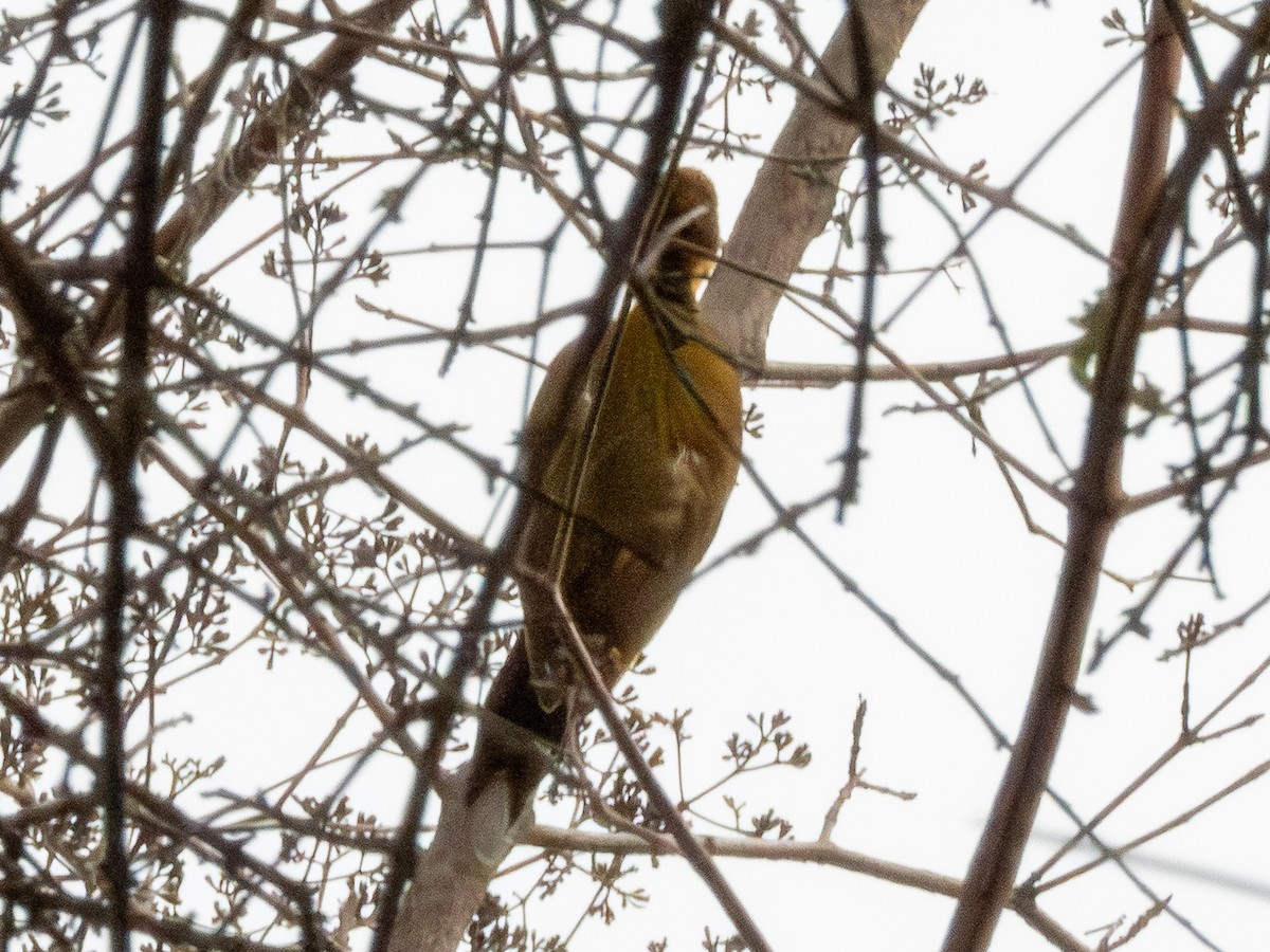 Golden-green Woodpecker - ML641417535