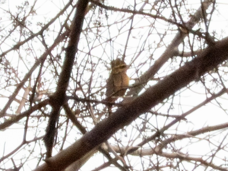 Golden-green Woodpecker - ML641417537