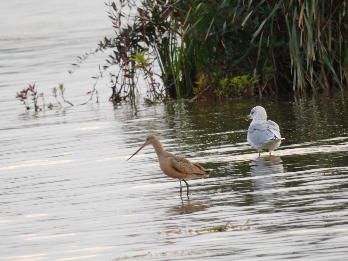 Marbled Godwit - ML641417561