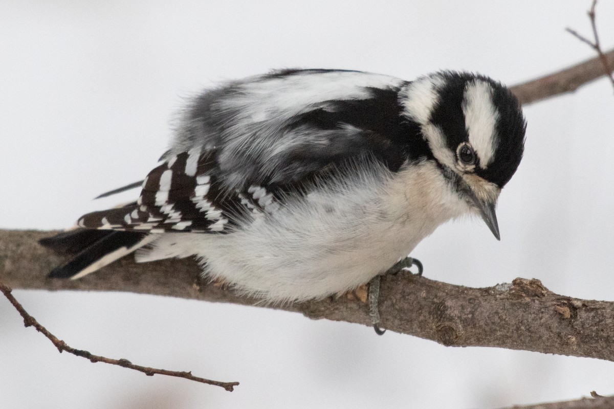 Downy Woodpecker - ML641417562