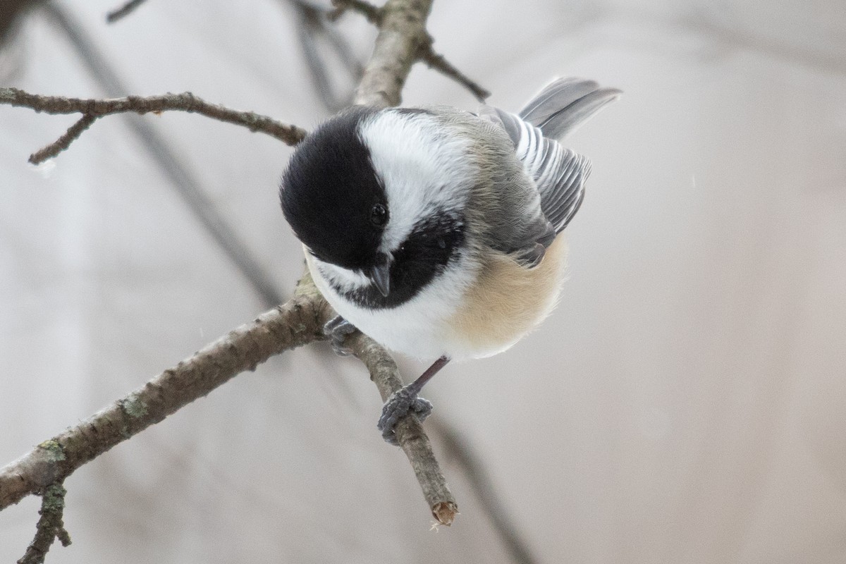Black-capped Chickadee - ML641417563