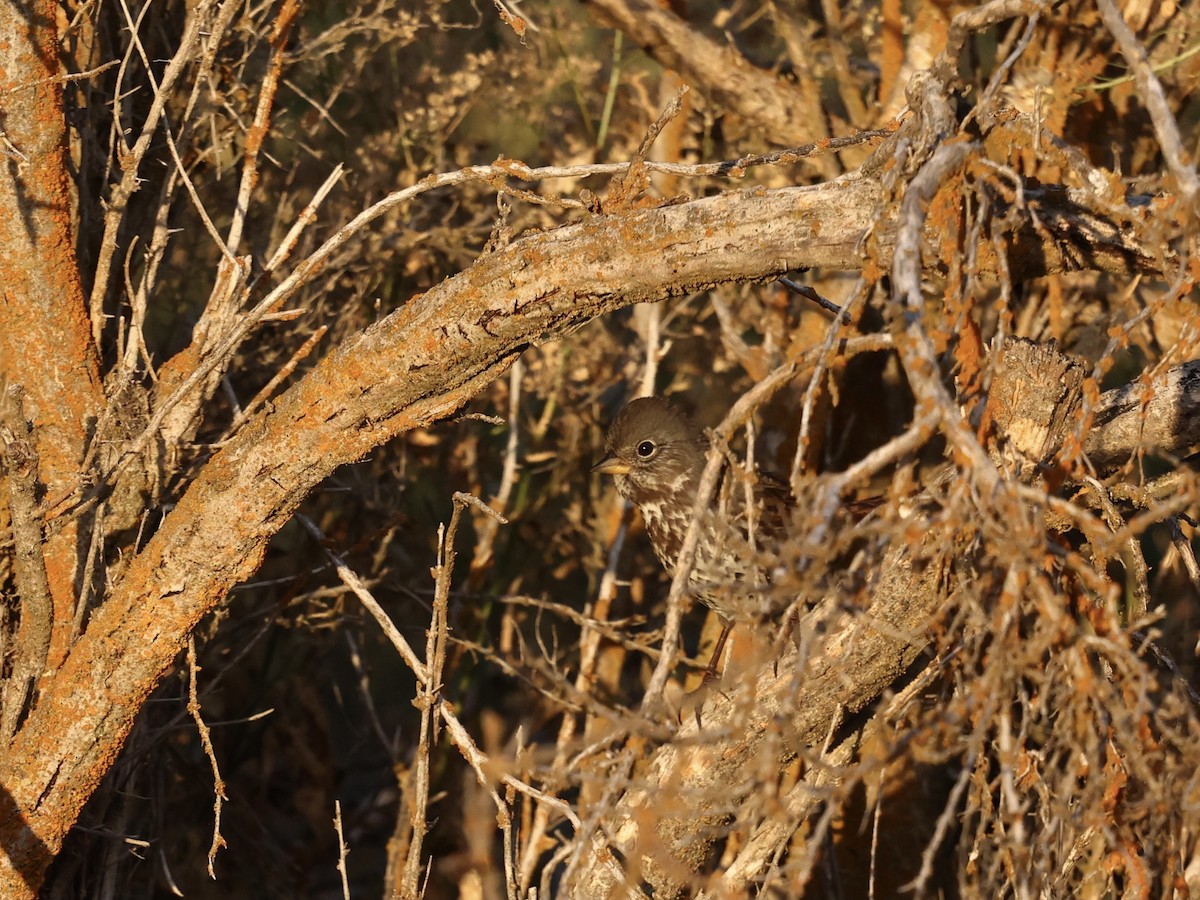 Fox Sparrow - ML641417567