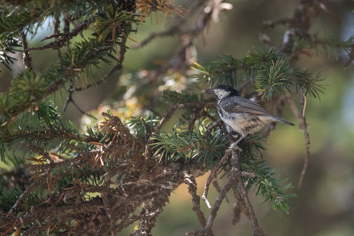 Coal Tit - ML641417569