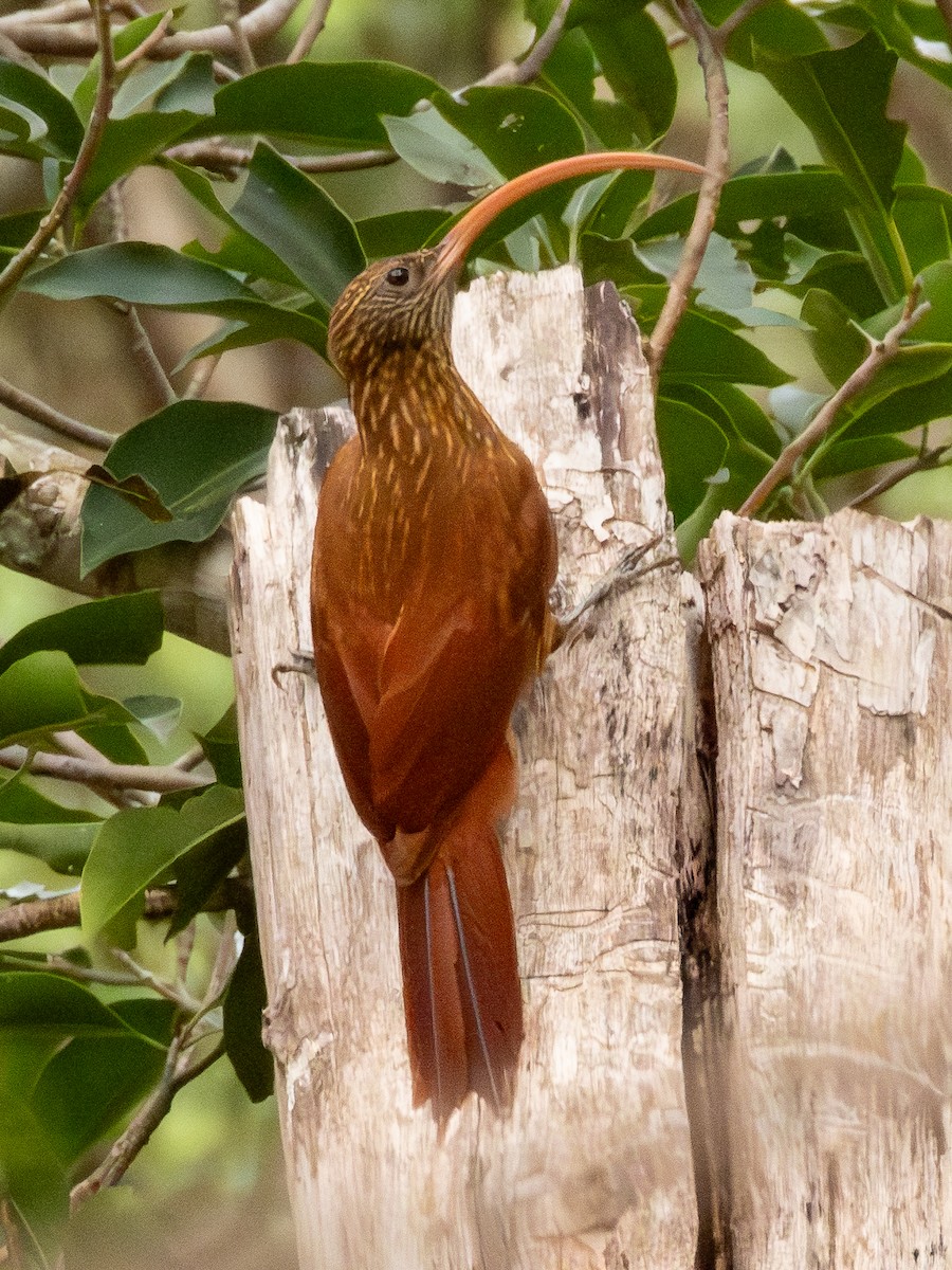 Red-billed Scythebill - ML641417571