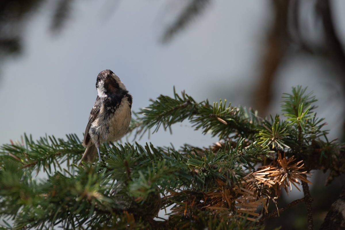 Coal Tit - ML641417572