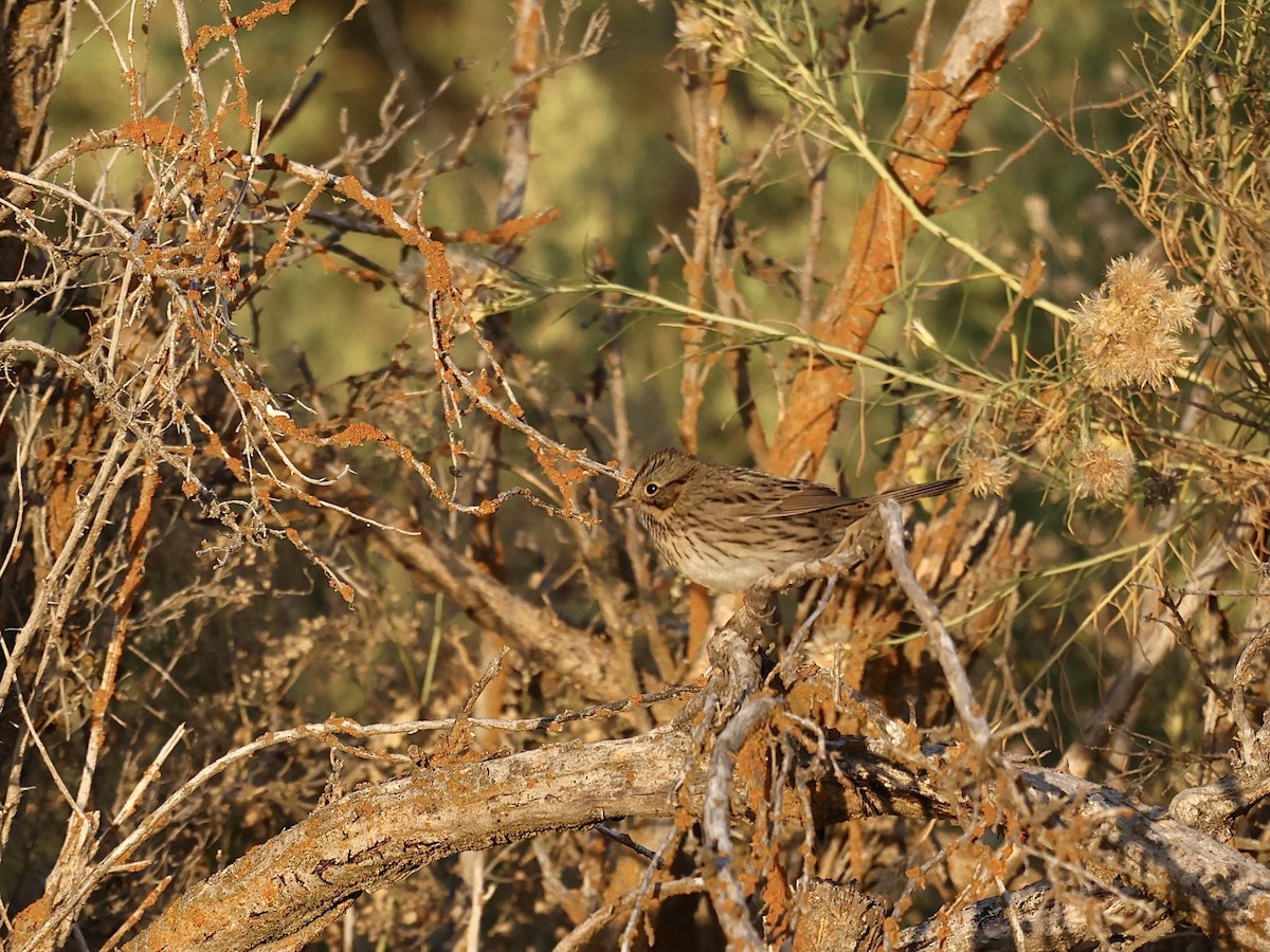 Lincoln's Sparrow - ML641417573