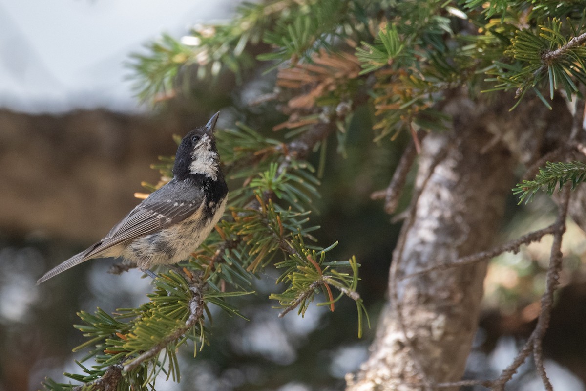 Coal Tit - ML641417575