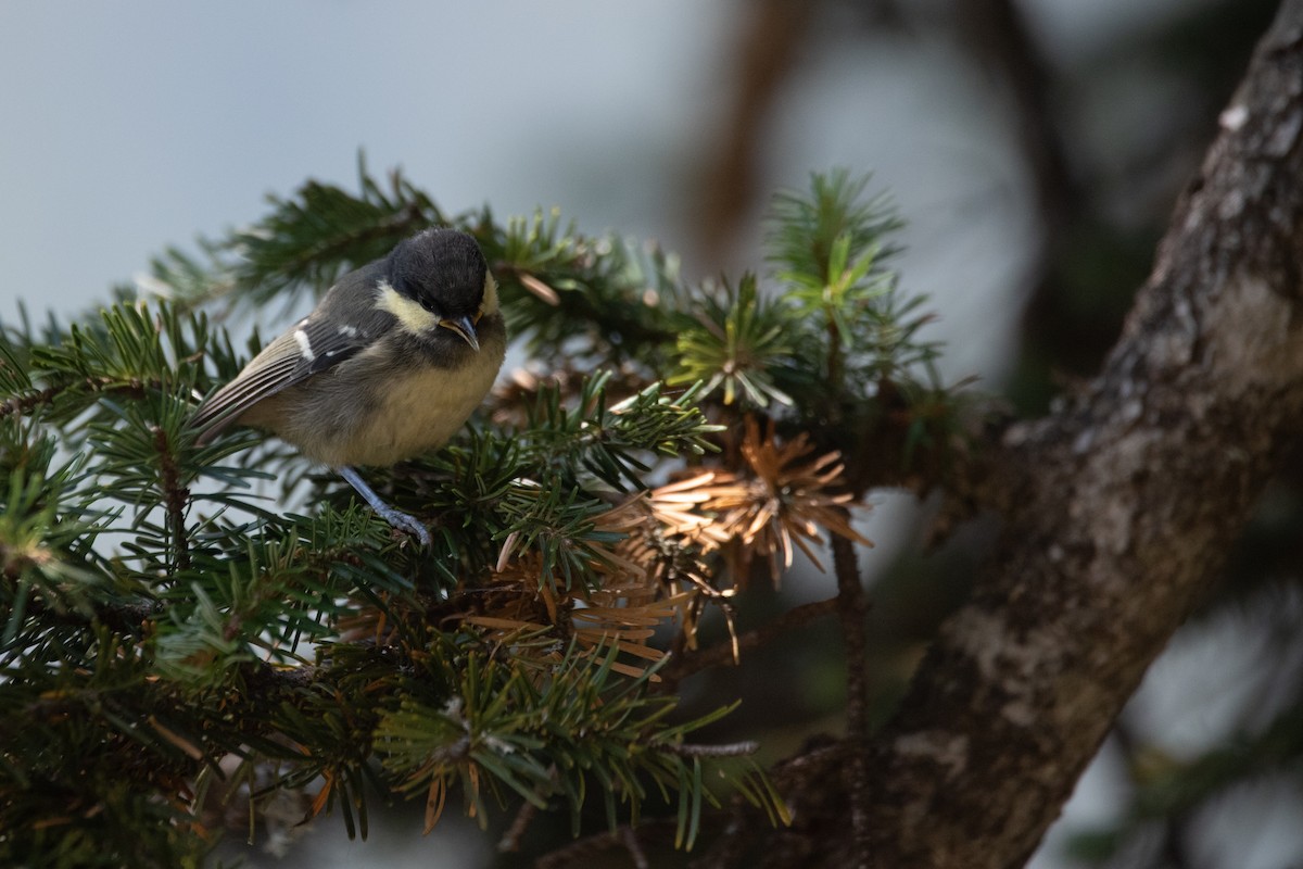 Coal Tit - ML641417579