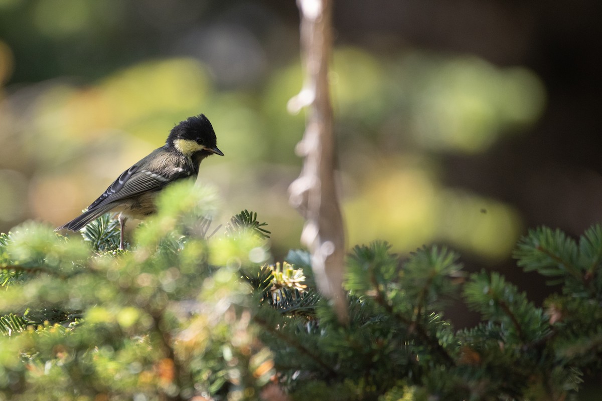 Coal Tit - ML641417581