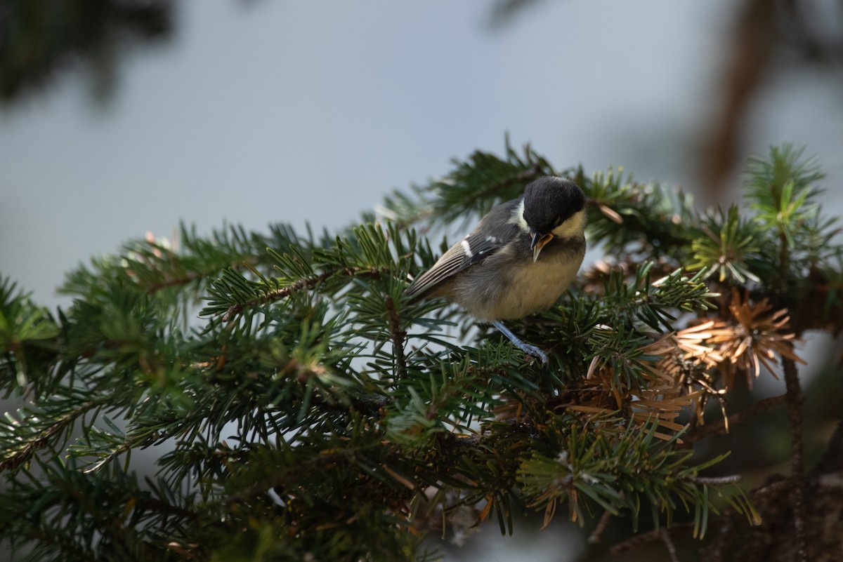 Coal Tit - ML641417582