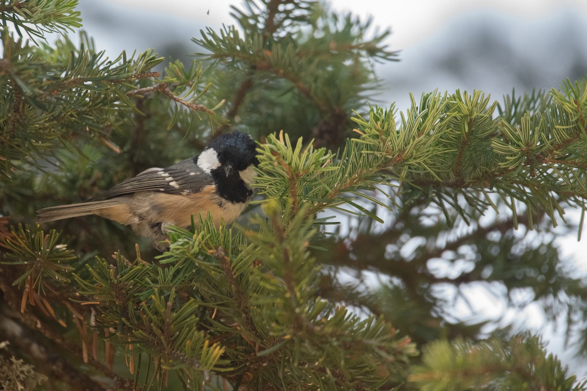 Coal Tit - ML641417586