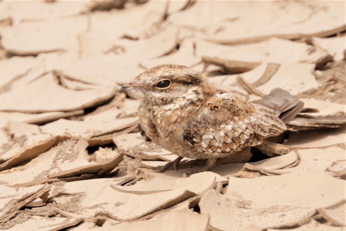 Ladder-tailed Nightjar - ML641417647