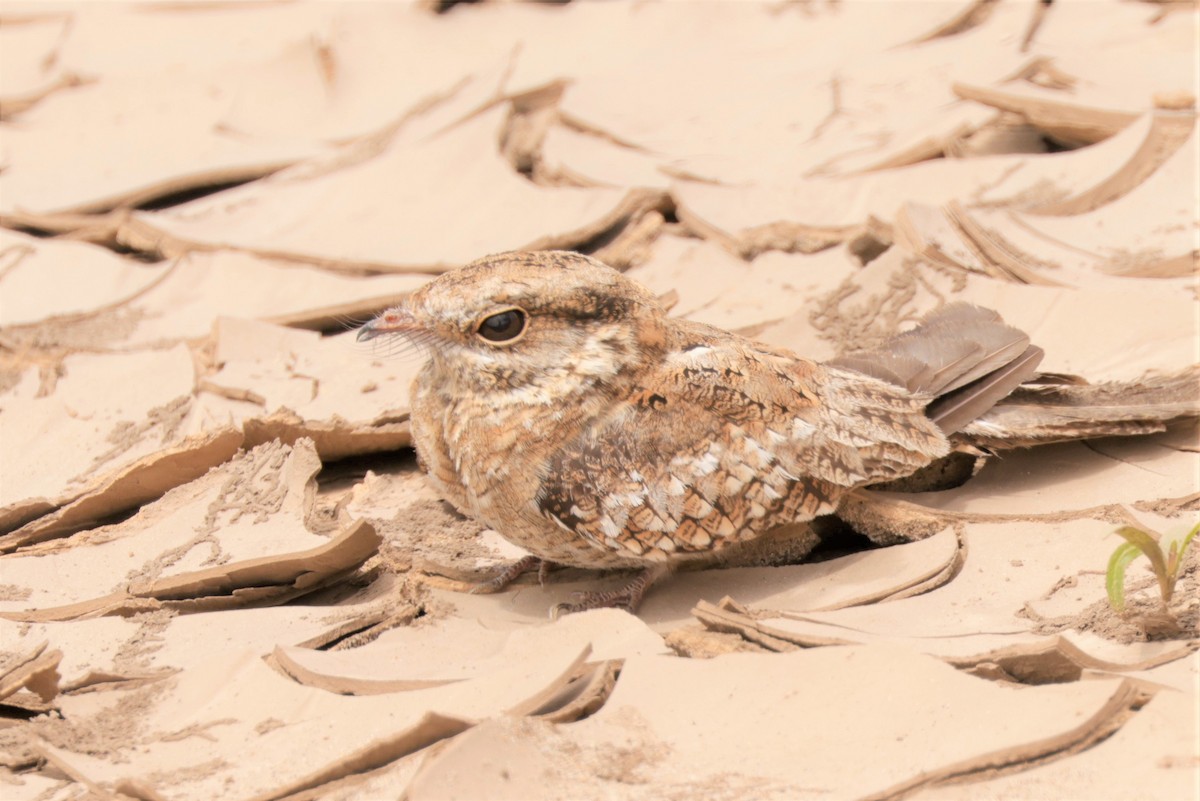 Ladder-tailed Nightjar - ML641417648