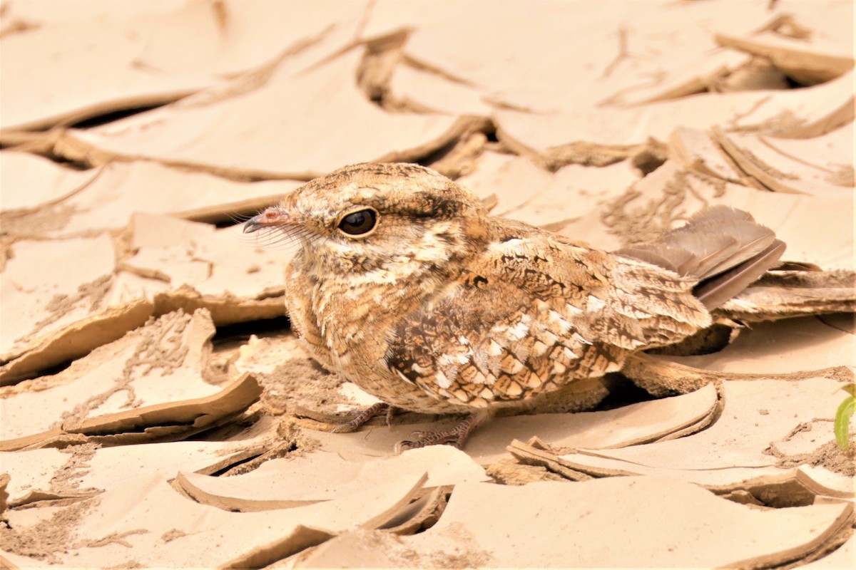 Ladder-tailed Nightjar - ML641417649