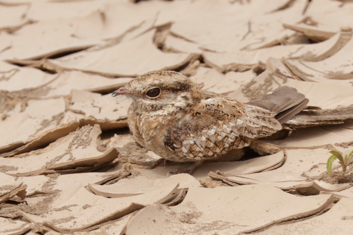 Ladder-tailed Nightjar - ML641417650