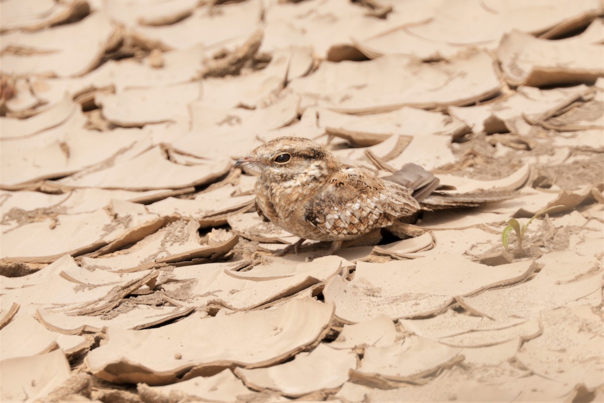 Ladder-tailed Nightjar - ML641417651