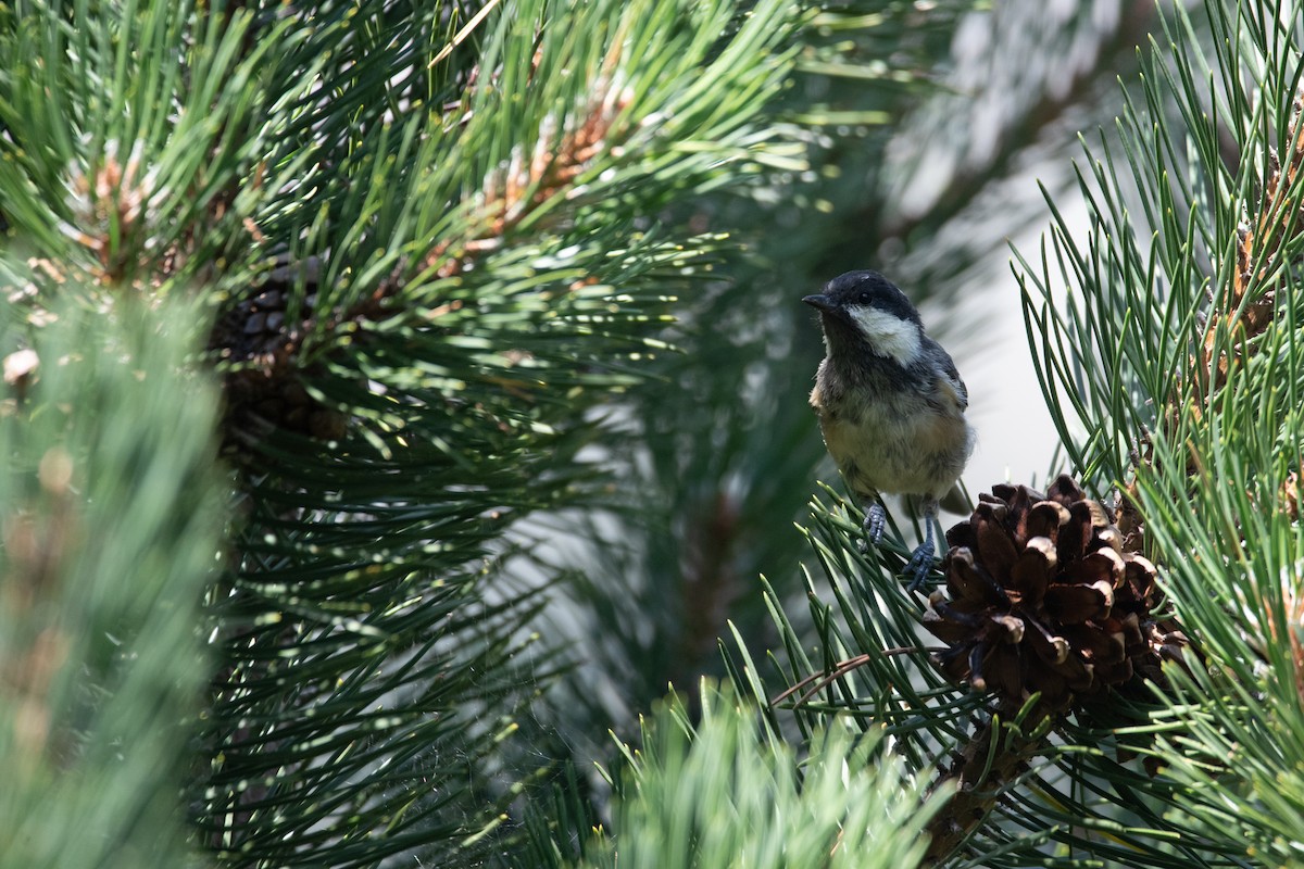 Coal Tit - ML641417660